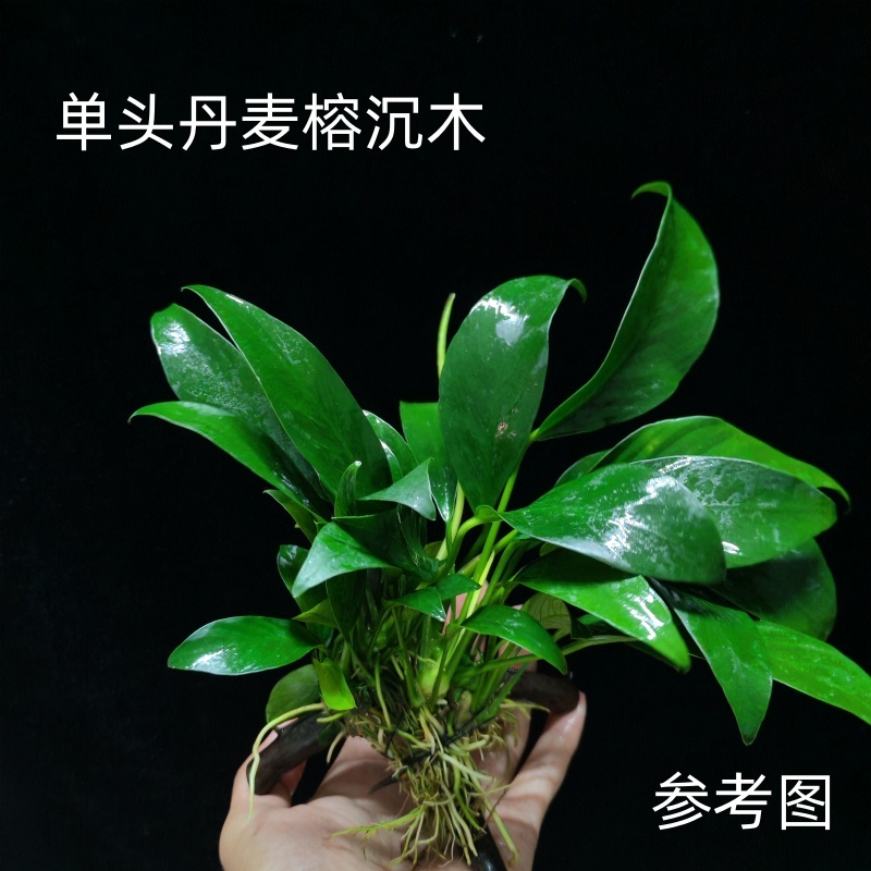 丹麦尖叶榕水草坨草鱼缸新手懒人阴性淡水水榕造景装饰好养活植物 - 图3