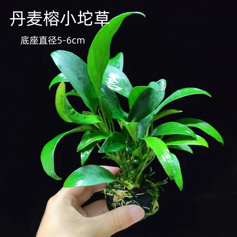 丹麦尖叶榕水草坨草鱼缸新手懒人阴性淡水水榕造景装饰好养活植物 - 图1