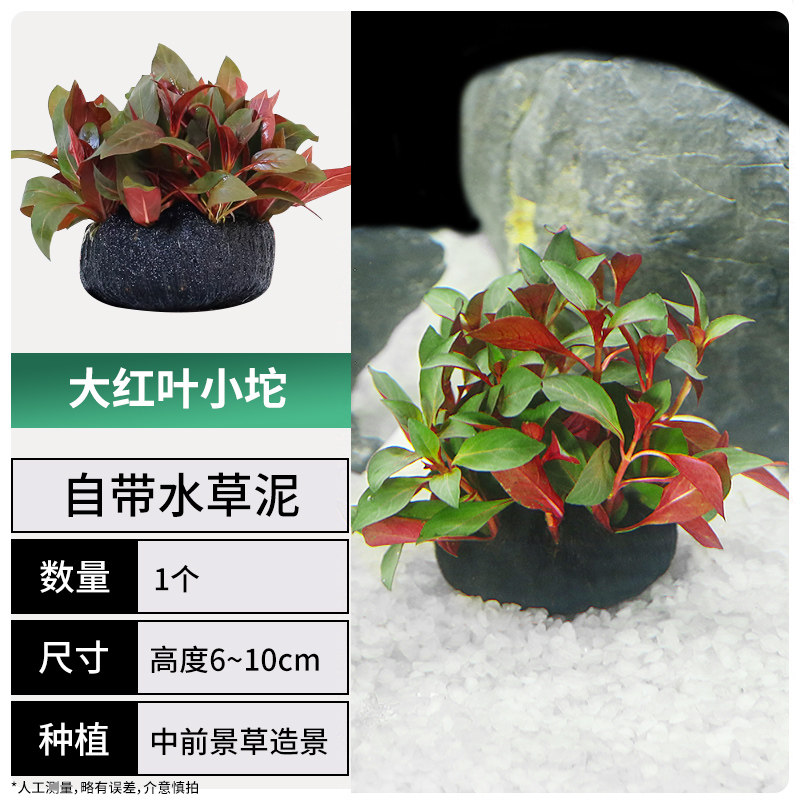 鱼缸水草植物真草活体增氧阴性淡水鱼草新手懒人水榕造景水培坨草,淘宝优惠券,粉丝福利购,淘宝优惠卷