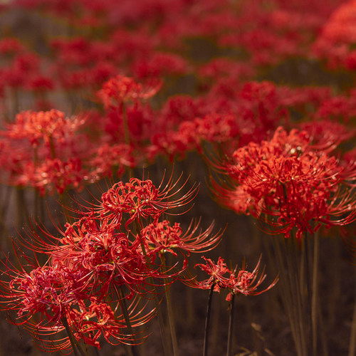 红色彼岸花大种球曼珠沙华盆栽种子红花石蒜花种精选球根容易开花