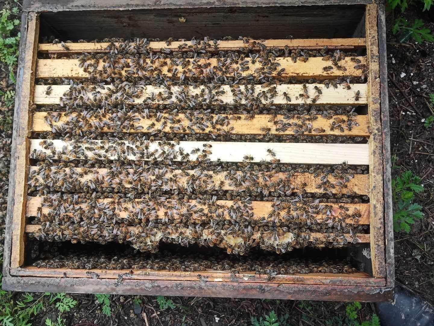 2025年新枣花蜜一公斤瓶，余季塘自家产蜂蜜浓郁香醇,淘宝优惠券,粉丝福利购,淘宝优惠卷