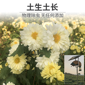 满园菊香正宗桐乡菊花茶杭白菊特级朵花新花罐装白菊花官方旗舰店