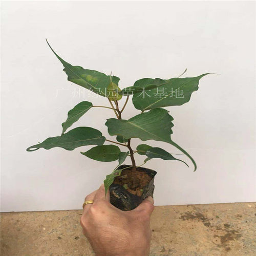 正宗菩提树苗金刚菩提树苗圣树文化瑰宝平安树菩提榕树苗盆栽 - 图3