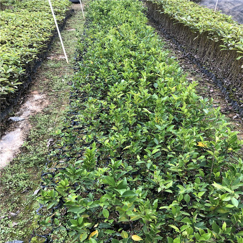 正宗榕树苗 小叶榕树苗常绿细叶榕小苗庭院别墅绿化 带叶榕树小苗 - 图3