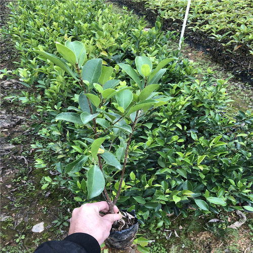 正宗榕树苗 小叶榕树苗常绿细叶榕小苗庭院别墅绿化 带叶榕树小苗 - 图1