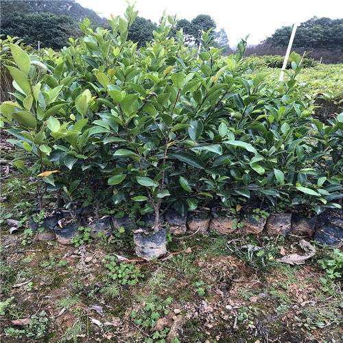 正宗榕树苗 小叶榕树苗常绿细叶榕小苗庭院别墅绿化 带叶榕树小苗 - 图0