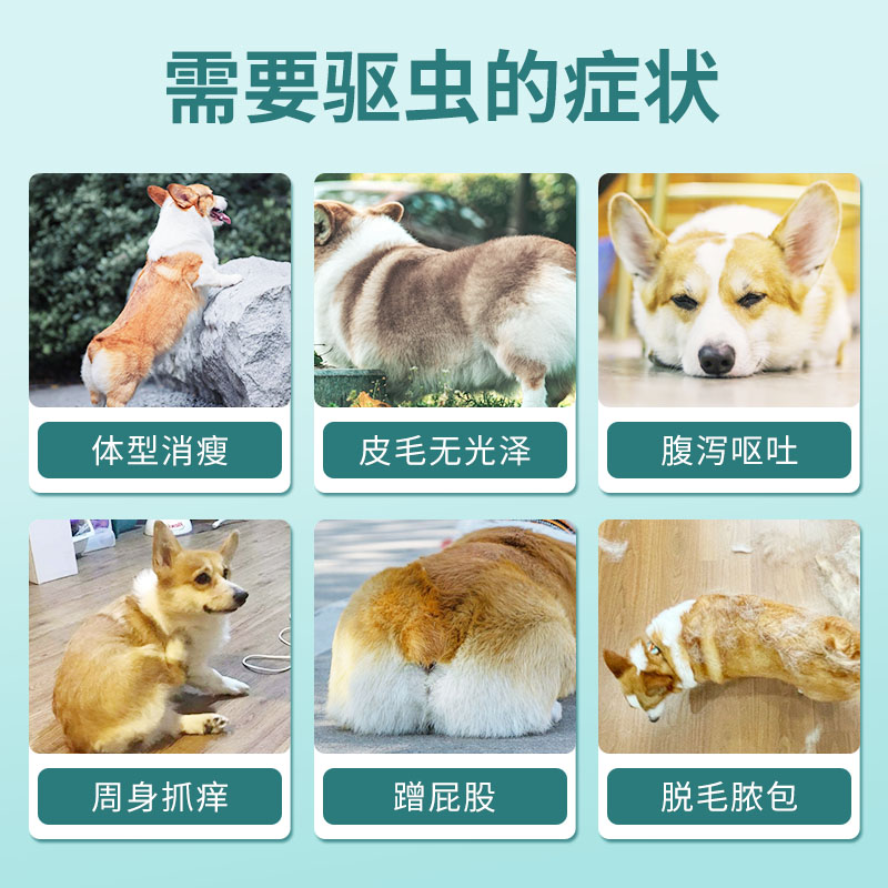 柯基驱虫药体内外一体狗狗专用驱虫药滴剂去跳蚤圈虱子蜱虫打虫药