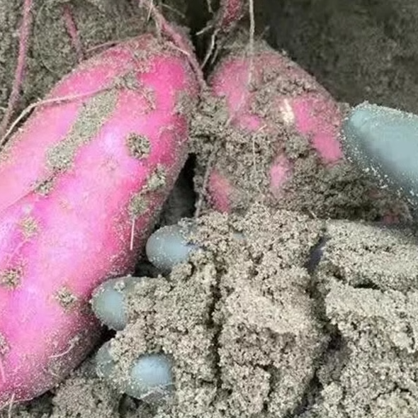 现挖海南澄迈桥头地瓜富硒沙地新鲜番薯农家桥沙板栗番薯小香薯 - 图1