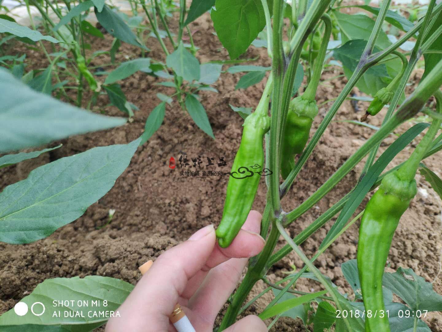 绿野上品|早熟薄皮大泡椒菜椒灯笼椒种子 鼎脆超级大果菜椒嫩绿色 - 图1