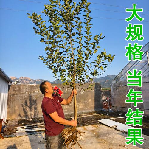 山东嫁接红富士苹果苗烟台富士南方北方种植当年结果苹果树苗 - 图2