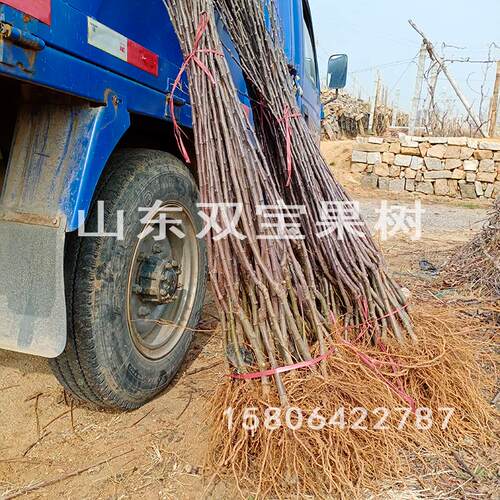 山东嫁接红富士苹果苗烟台富士南方北方种植当年结果苹果树苗 - 图1