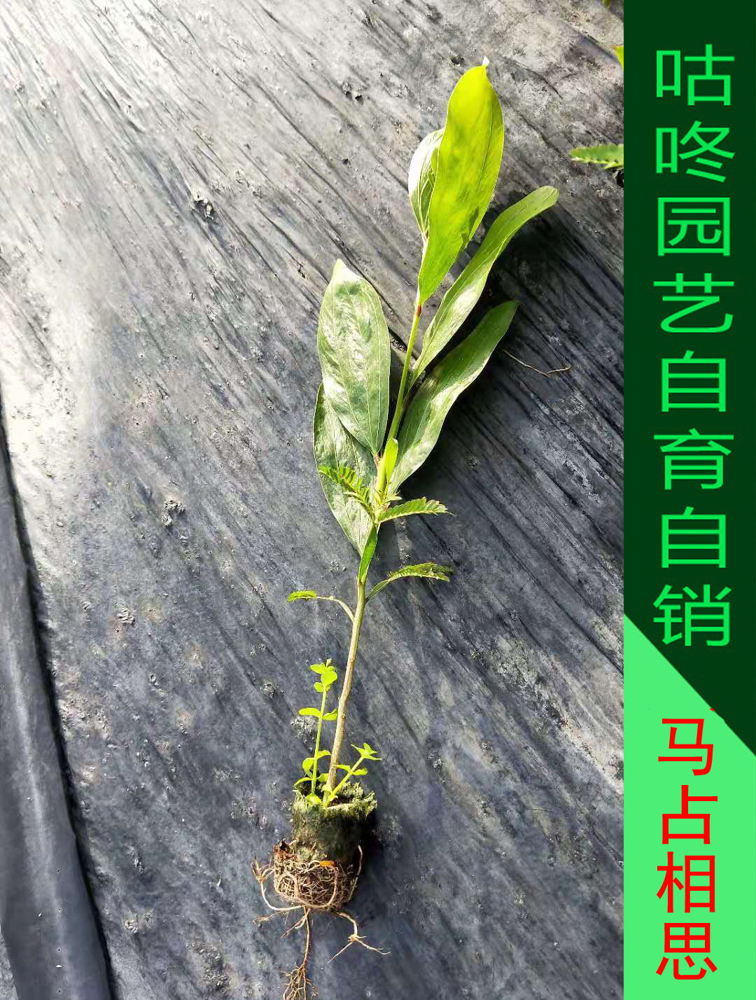 相思树苗 马占相思树苗 台湾大叶相思树苗 马大相思 固沙景观绿化 - 图0