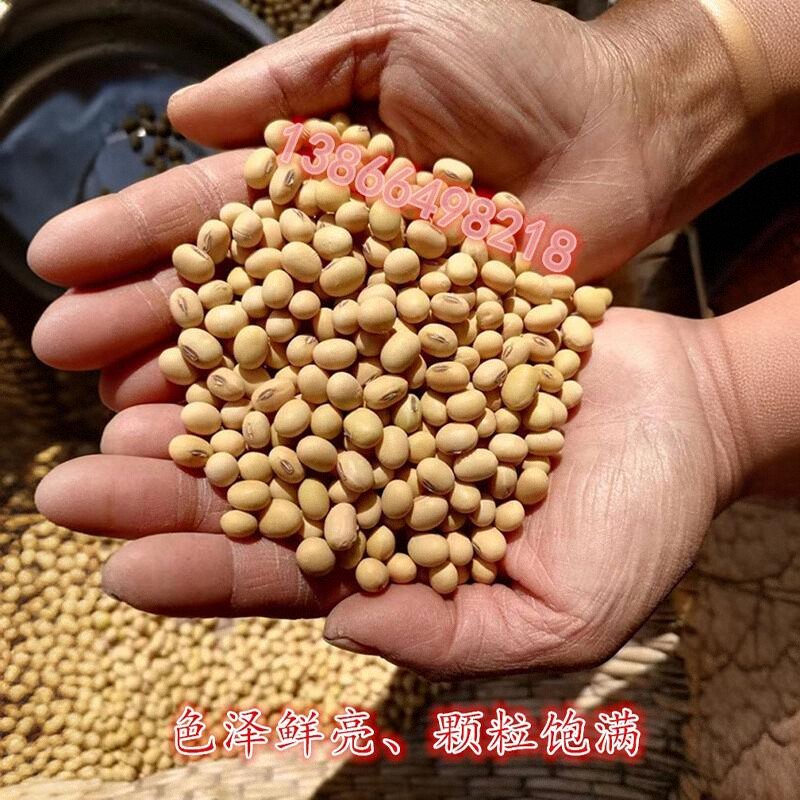 黄豆非转基因2023新黄豆农家自种打豆浆专用做豆腐豆花-图0