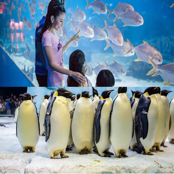 珠海长隆旅游珠海长隆海洋王国门票海洋王国电子票 今日有票 珠海长隆旅游珠海长隆海洋王国门票海洋王国电子票 今日有票