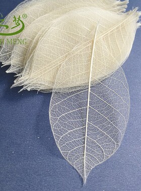 真树叶标本橡胶叶脉diy干花书签儿童手工灯饰永生花美术拓印材料