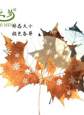 叶雕叶雕装饰画法国梧桐真树叶