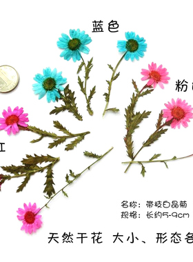 白晶菊黄水晶菊本色染色押花