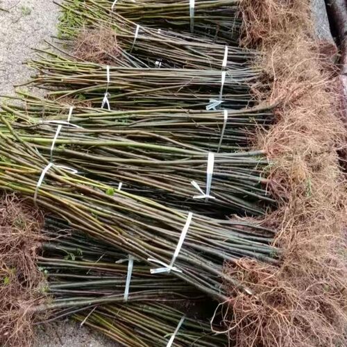 拐枣之乡正品拐枣树苗原生拐枣树苗地栽行道树室外园林绿化树苗 - 图1