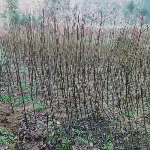 拐枣之乡正品拐枣树苗原生拐枣树苗地栽行道树室外园林绿化树苗 - 图2