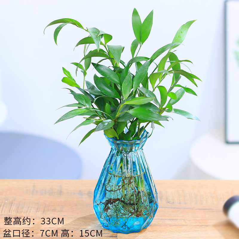 水培新宠驱蚊竹富贵竹水培植物室内客厅绿植花卉盆栽水养四季常青-图3