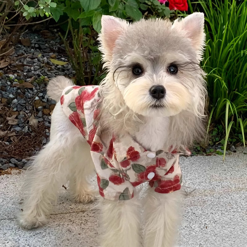 Summer thin small dog resort style short-sleeved shirt