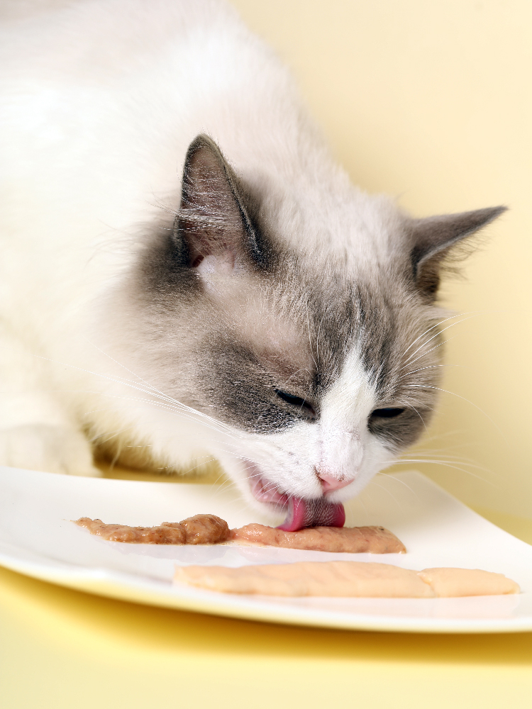 怡亲猫条猫咪零食12支幼猫成猫猫湿粮小鱼干猫罐头营养增肥猫零食 - 图1