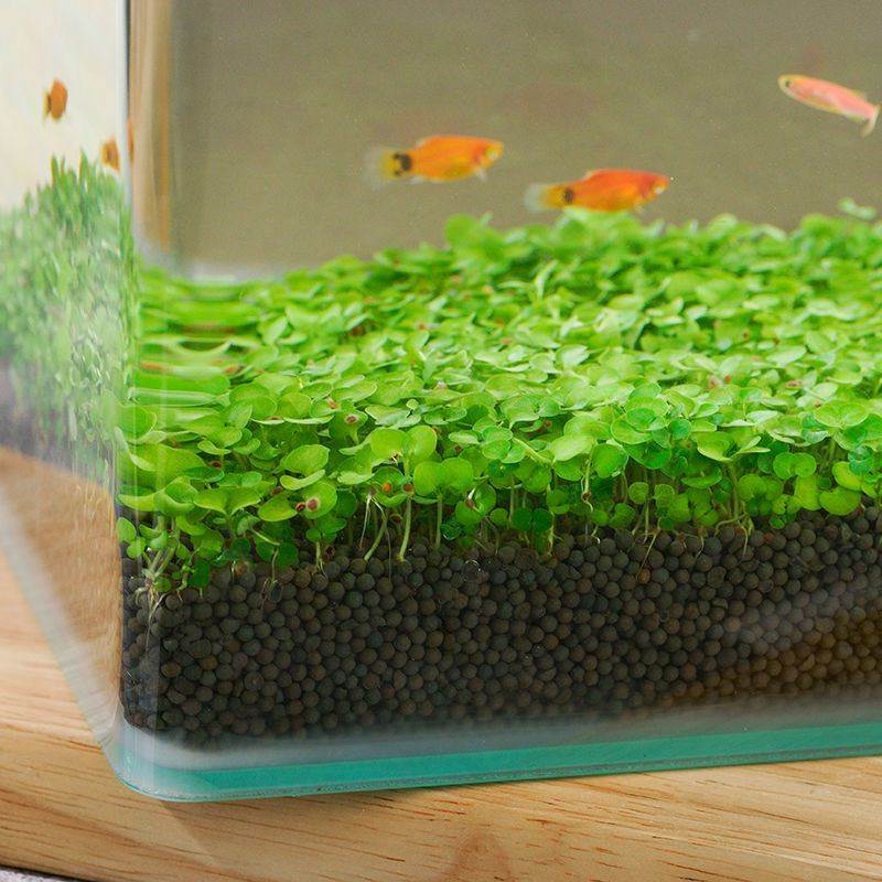 水培植物鱼缸一体鱼缸装饰造景水生植物玻璃花瓶透明水草泥水草籽