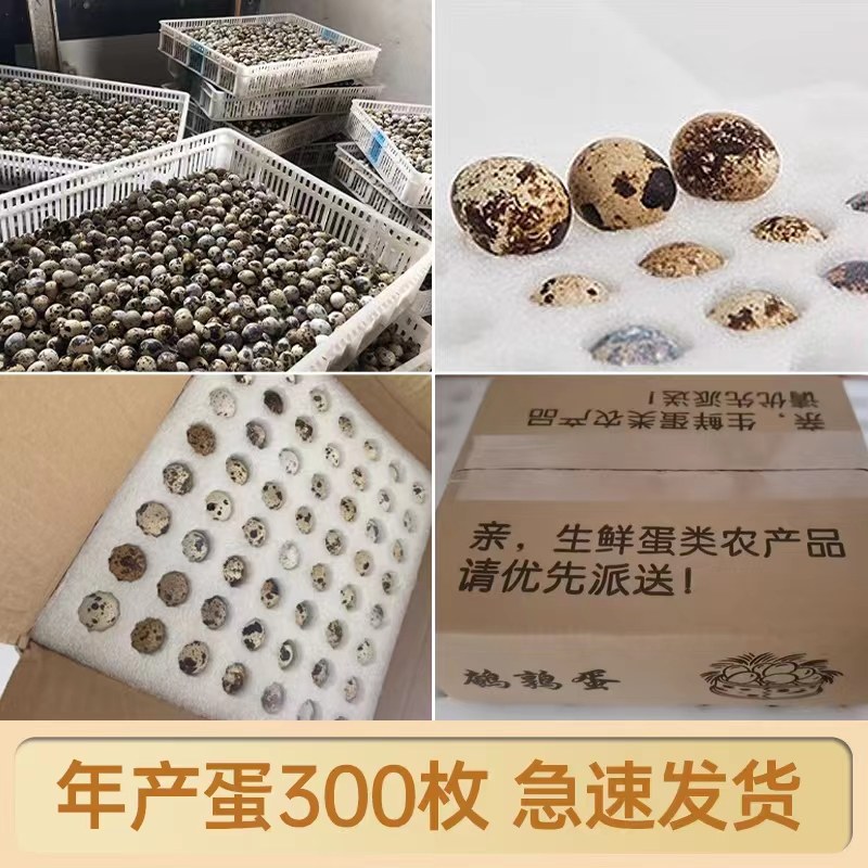鹌鹑种蛋 受精蛋可孵化新鲜鹌鹑蛋鸟蛋可孵鹌鹑种蛋新鲜鹌鹑蛋,淘宝优惠券,粉丝福利购,淘宝优惠卷