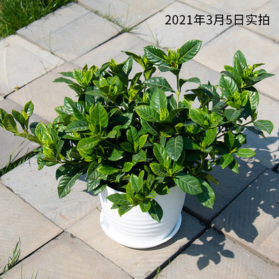 栀子花盆栽花卉绿植四季开花苗阳台室内庭院带花苞观花植物带花盆 虎窝淘