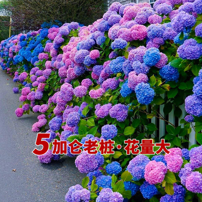 绣球花盆栽花苗无尽夏新娘魔幻革命花园阳台花卉蓝色花球5加仑大