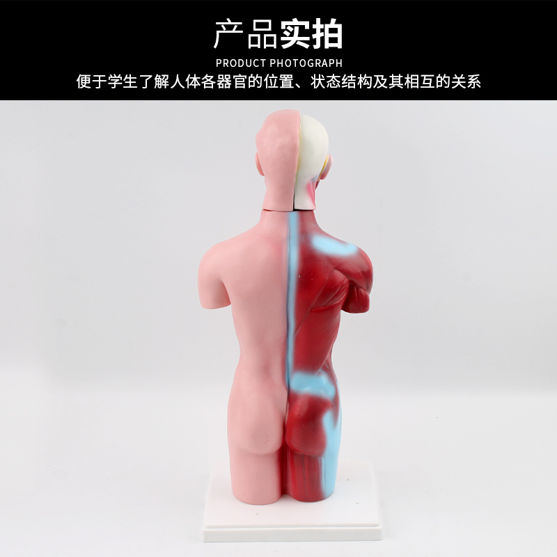 少年人体半身模型内脏器官心脏消化系统结构人体躯干解剖专业生物模型教具医学学生教学肌肉器官j 小编推荐 Wepost 全民代运 马来西亚中国淘宝代运与集运专家 少年人体半身模型内脏器官心脏消化系统结构人体躯干解剖专业生物模型教具医学学生教学肌肉器官j 小编推荐 Wepost 全民代运 马来西亚中国淘宝代运与集运专家