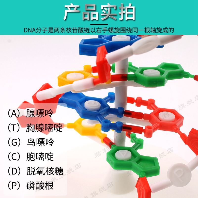 DNA双螺旋结构模型大号高中分子结构模型60cmJ33306脱氧核苷酸链碱基对遗传基因染色体双链生物科学教学仪器-图2