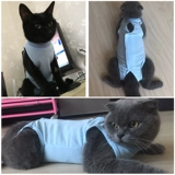 Кошачья одежда летняя женщина -стерилизация кошачья одежда Хирургическая одежда Бломанная молоко