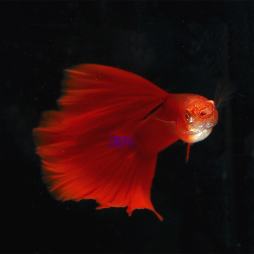 孔雀鱼纯种全红血红美国全红白子活体热带鱼观赏鱼缎带大C种鱼 - 图0