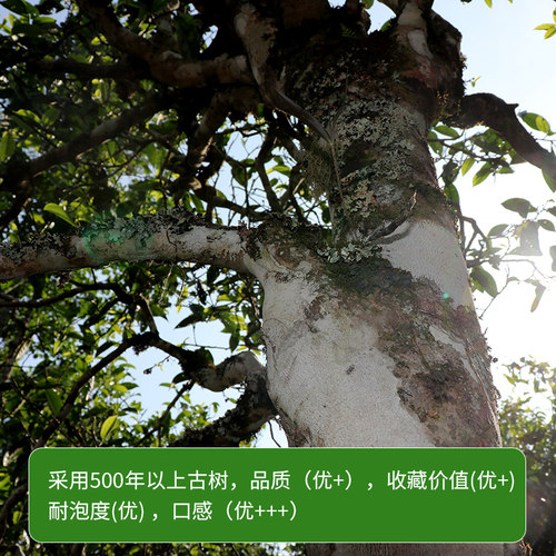 2021年古树普洱茶春茶500年以上古茶陈静号 茶叶头春茶代表作357g - 图0