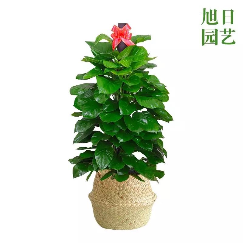 珠海同城绿植盆栽植物室内大叶绿萝柱发财树金钱树净化空气大绿萝,淘宝优惠券,粉丝福利购,淘宝优惠卷