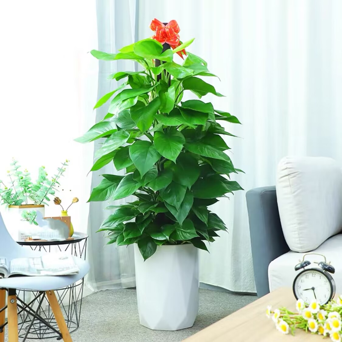 珠海同城绿植盆栽植物室内大叶绿萝柱发财树金钱树净化空气吸甲醛 - 图0