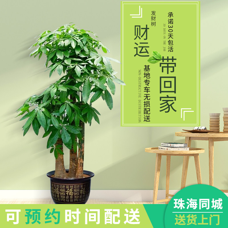 珠海花卉绿植室内盆栽植物三杆步步高发财树金钱树大绿萝乔迁送礼,淘宝优惠券,粉丝福利购,淘宝优惠卷