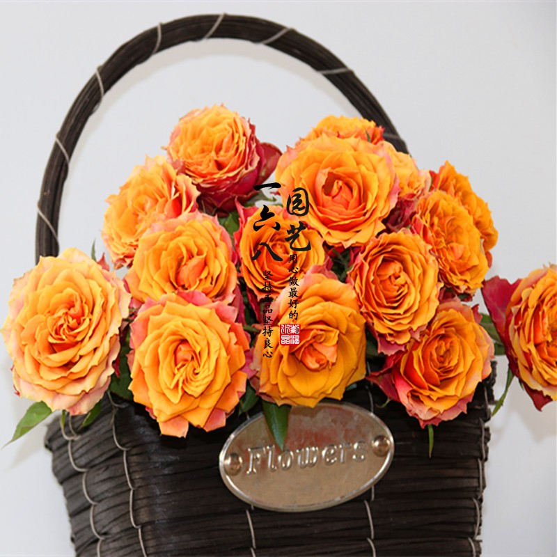 丹麦月季那不勒斯永远系列经典大花微月,勤花