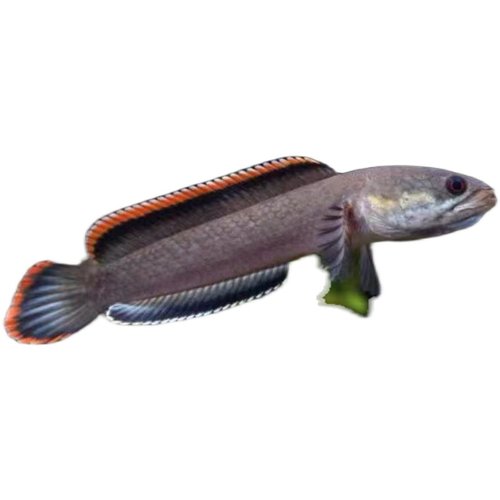 七星鱼幼苗月鳢鱼山斑鱼花星鱼观赏鱼雷龙鱼冷水鱼淡水活体包邮 - 图3