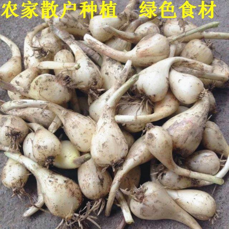 茭头新鲜现挖精选 藠头江西农家自种新鲜大荞头叫头5斤包邮 - 图0