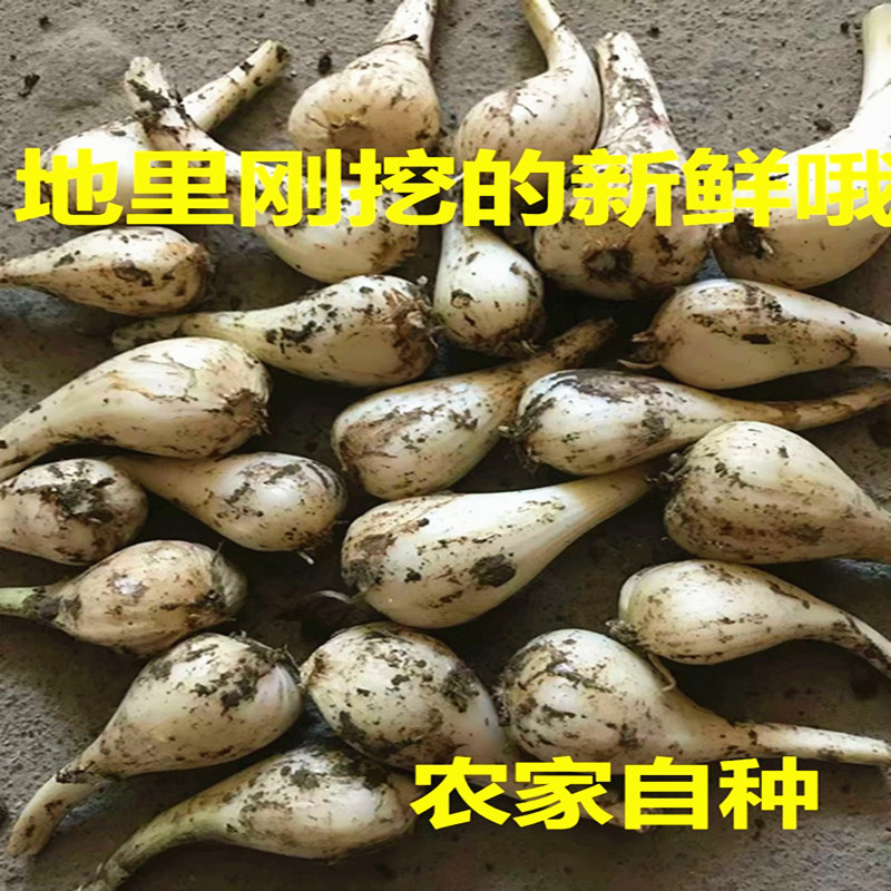 茭头新鲜现挖精选 藠头江西农家自种新鲜大荞头叫头5斤包邮 - 图2