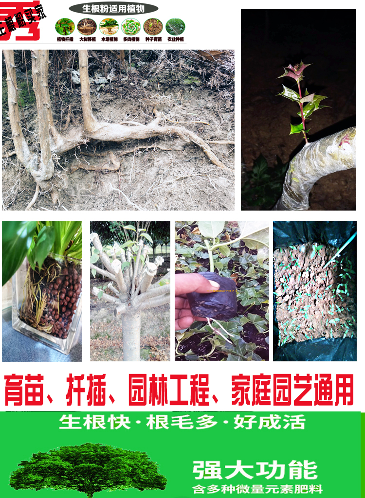 生根粉植物通用扦插用树木快速移栽生根水发根剂液果树壮苗剂大树 - 图2