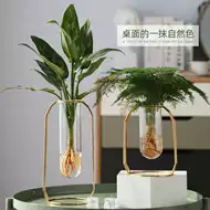 水植物盆栽好养 新人首单立减十元 21年9月 淘宝海外