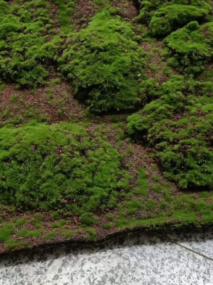 植绒工艺品 植毛 青苔藓草坪 绿色植物场景 橱窗展示 摆设 假苔藓 - 图2