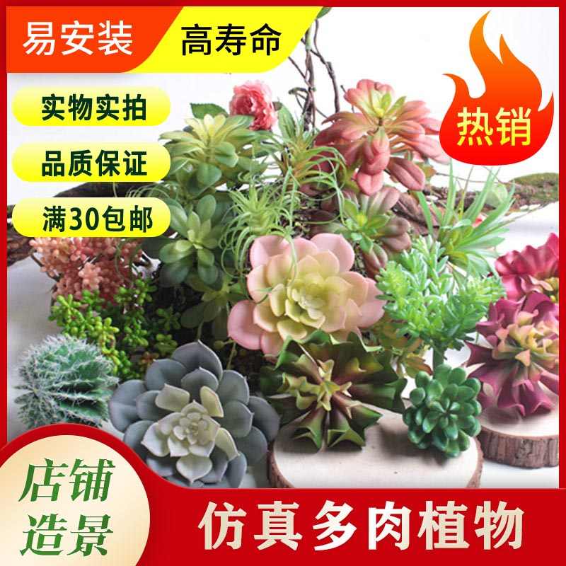 多肉的品种 新人首单立减十元 21年7月 淘宝海外 多肉的品种 新人首单立减十元 21年7月 淘宝海外