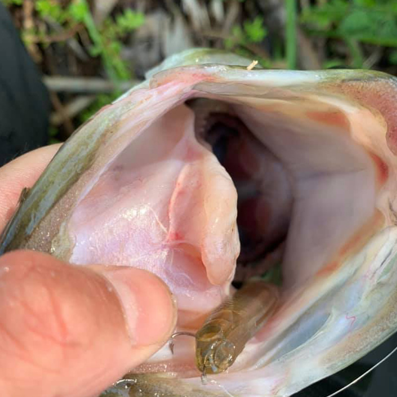 新款常吉软饵网纹小鱼可切割软饵黑坑鲈鱼铅头倒钓钩翘嘴路亚假饵 - 图1