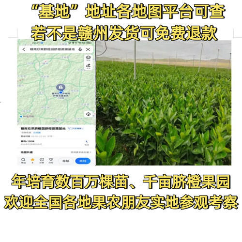江西赣南脐橙苗嫁接纽荷尔橙子苗卡拉红肉血橙脐橙树苗赣州果树苗 - 图2