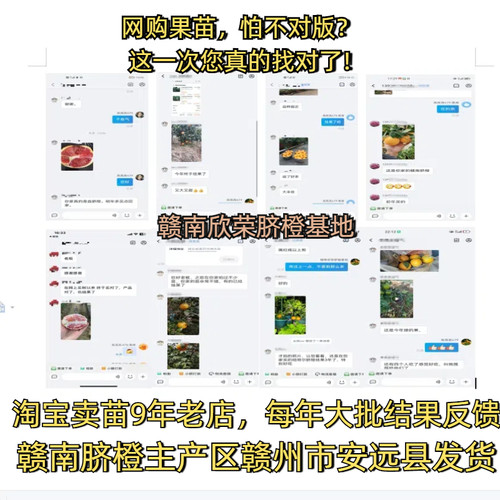 江西赣南脐橙苗嫁接纽荷尔橙子苗卡拉红肉血橙脐橙树苗赣州果树苗 - 图1