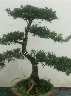 米叶盆景菊花大型罗汉松